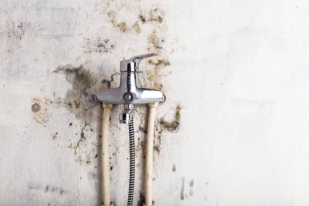 Best Emergency Mold Remediation in Eatonville, WA