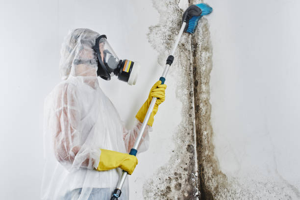 Best Industrial Mold Remediation in Eatonville, WA