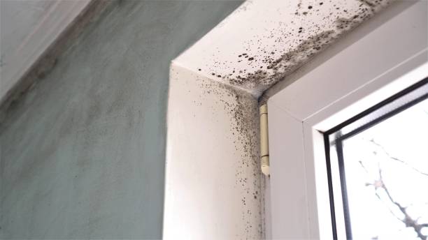 Best Localized Mold Remediation (e.g., coastal areas, humid climates) in Eatonville, WA