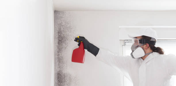 Best Residential Mold Remediation in Eatonville, WA