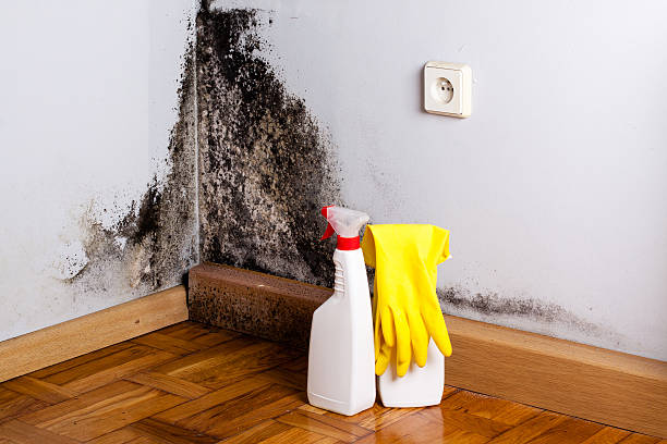 Best Post-Flood Mold Remediation in Eatonville, WA