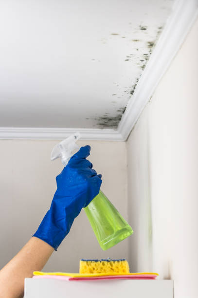 Best Bathroom Mold Remediation in Eatonville, WA